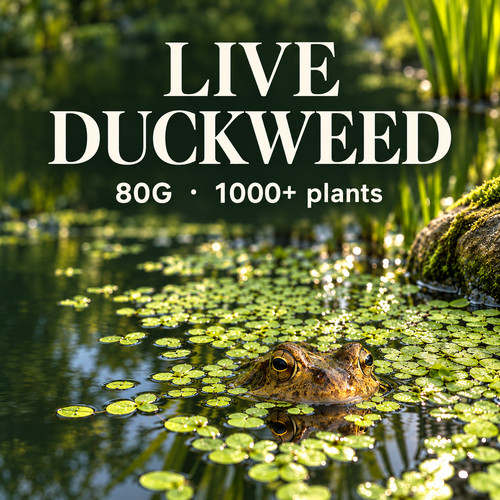 Duckweed 1000 - ,