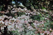 RED BORDER SLIDE Branches