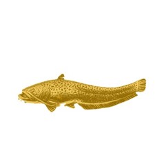 F46 wells Catfish  Fine