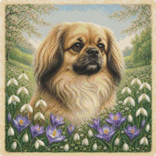 Tibetan spaniel puppy dog - tibetan,