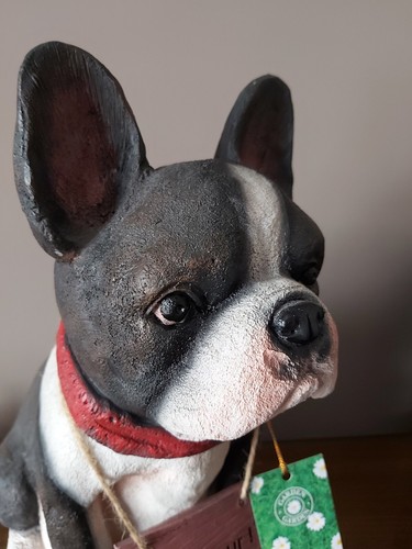Fabio french bulldog frenchie - fabio, bulldog/frenchie