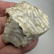 Fossil Coral Tisbury Wiltshire UK For Lapidary Or Display 60 Grams