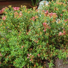 Crassula sarcocaulis hardy - crassula, uk