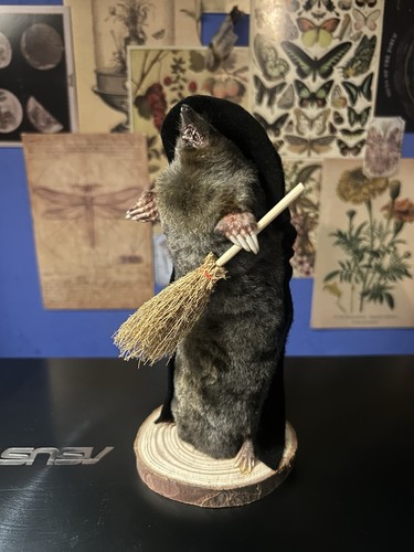 Taxidermy wizard mole - taxidermy,