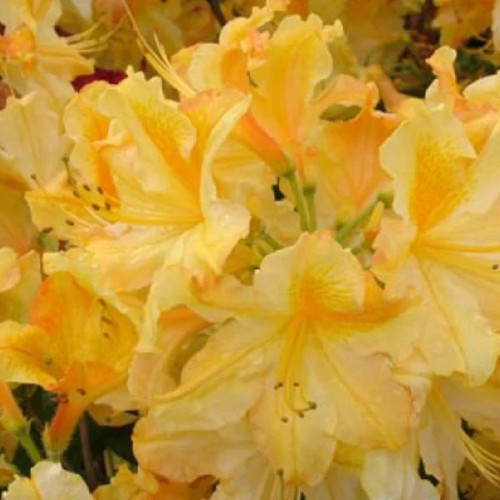 Rhododendron mollis wryneck - rhododendron,