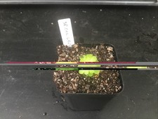 Pinguicula Sp. Col. Lautner