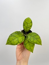 Hoya Callistophylla, baby