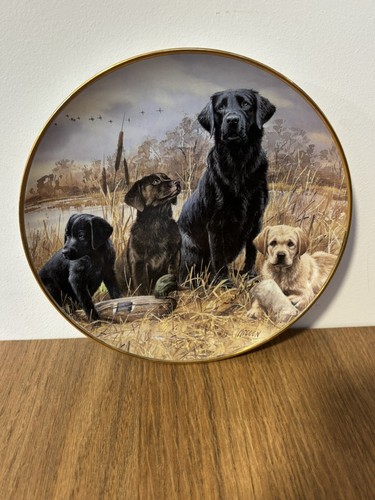 Labrador collectors plate - collectors, plate,