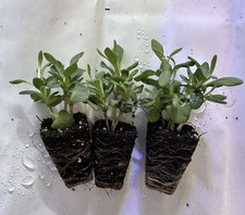 3 X Munstead’ English