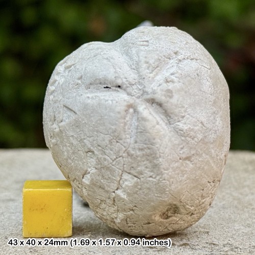 Micraster schroeteri fossil - micraster,