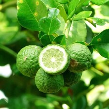 Citrus Kaffir Lime Tree Thai Cooking XXL Jumbo Plug Plants - 24HR DISPATCH