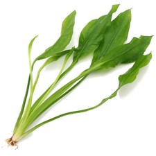 Echinodorus Bleheri Live LARGE