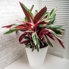 Calathea triostar large indoor - calathea,