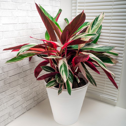 Calathea triostar large indoor - triostar,