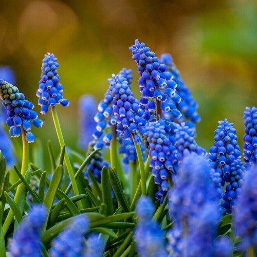 Muscari armeniacum grape - muscari,