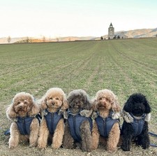 Puppia Coat Reversible