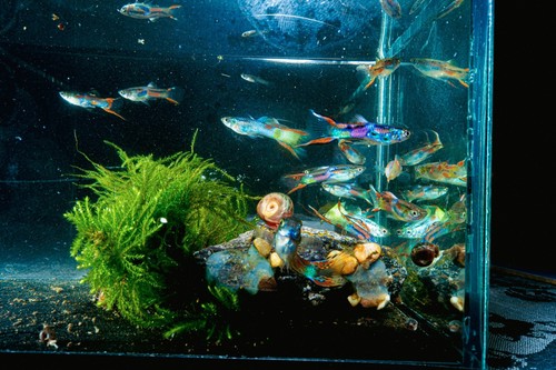 Java moss carpeting - java, live