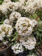 Dwarf Rhododendron - White