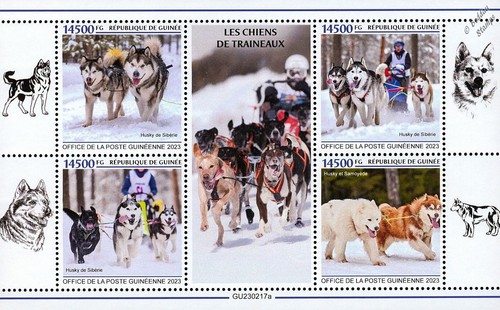 Sled dogs siberian - husky, &