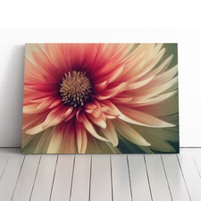 Cosmopolitan Chrysanthemum