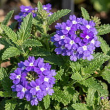 Summer Flowering Hanging