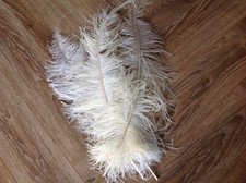 10 Large Ostrich Feathers