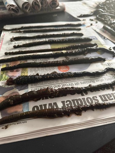 Welsh black lug wraps 100 - 10, (100