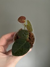 Ficus Villosa- unusual