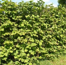 25 Hazel Nut Edible 40-60cm Corylus Avellana Plants Bareroot Hedging
