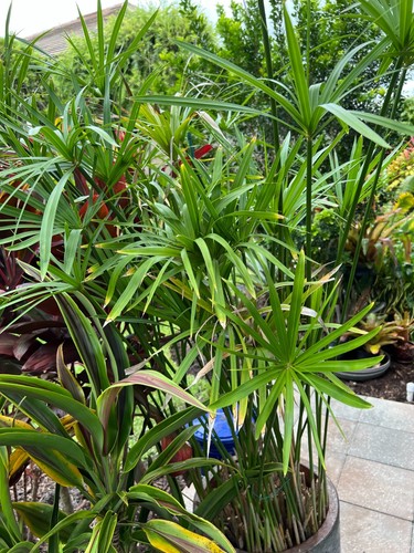 Umbrella palm cyperus - palm, (cyperus