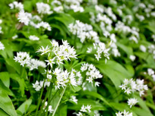20/30/40 x Wild Garlic RAMSONS/Allium ursinum Bulbs Only Edible Salads/Cooking