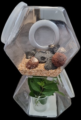 Insect micro habitat rearing - micro, &