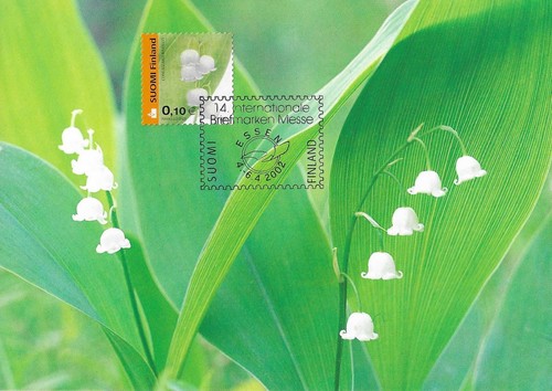 Lily the valley convallaria - lily,