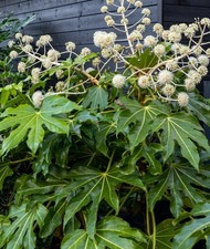 Fatsia Japonica 1L To 2L Potted Hardy Shrubs Plants