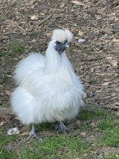 12 x White Silkie & Paint & Gold  Bantam Feeder Drinker