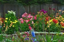 Wildflower Summer Cut Flower Mix 2000 Seeds, Throw to Grow Seeds, Impressive mix