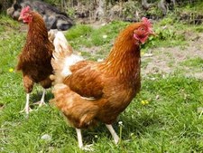 188 CHICKEN KEEPING BOOKS ON DVD - CHICKENS HENS POULTRY DUCKS COOP EGGS BREEDS