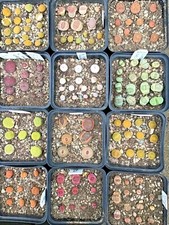 LITHOPS SEEDS - 2025  - 15 seeds, new C Nos. Cultivars + Price Cuts + Free seeds