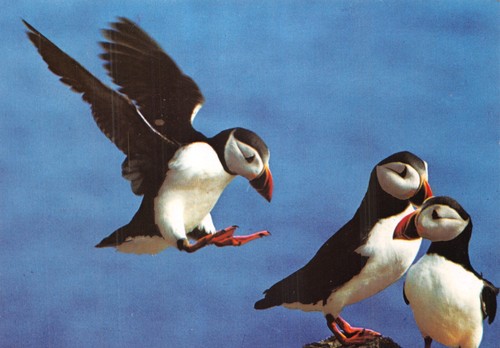 Bird postcards puffin - bird,