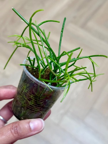 Rare rhipsalis baccifera - rare,