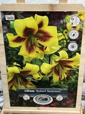 GIANT LILIUM HYBRID TREE
