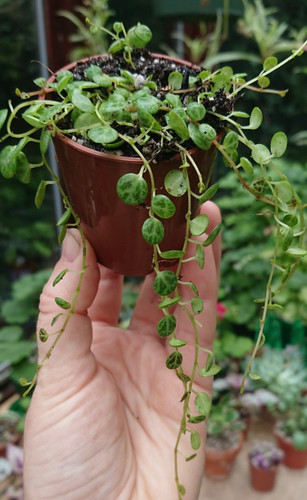 Peperomia prostrata string - peperomia,