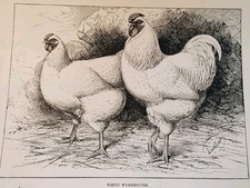 Antique Poultry Print 1910 White Wyandottes J.W. Ludlow Farming B/W Monochrome