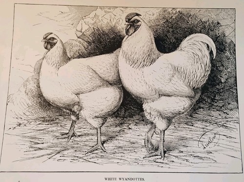 Antique poultry print 1910 - poultry,