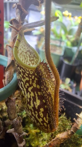 Nepenthes spectabilis - nepenthes,
