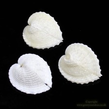 Cockle true heart - , sea