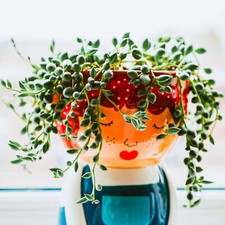 Senecio Rowleyanus - String of