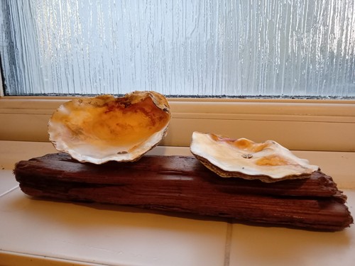 Oyster shell driftwood - oyster,