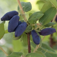 Fruit Bush, Honeyberry