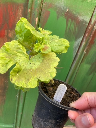 Pelargonium mrs quilter - quilter, pretty